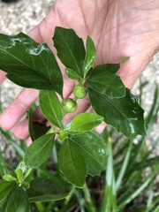Neolasioptera lathami