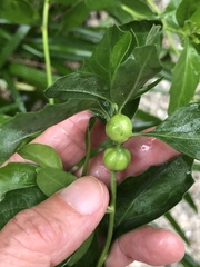 Neolasioptera lathami