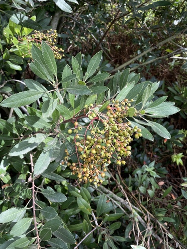 iNaturalist observation photo of Toyon