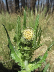 Cirsium parryi