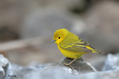 American Yellow Warbler photo 4