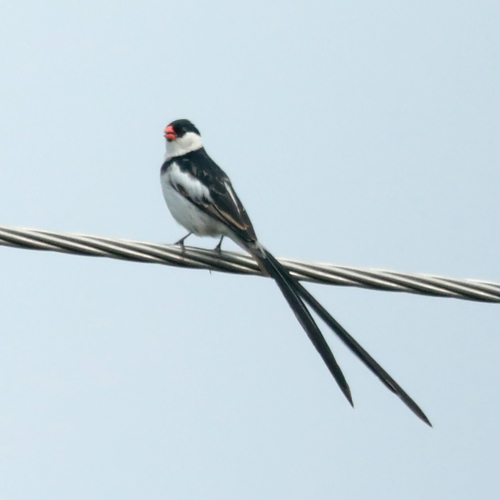 Pin-tailed Whydah