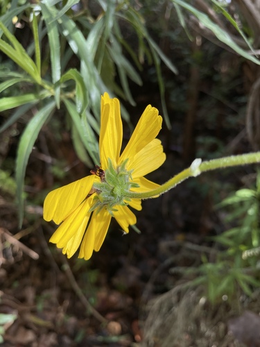 iNaturalist observation photo of California brittlebush