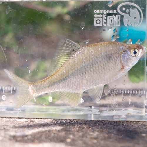 Khanka spiny bitterling (Acanthorhodeus chankaensis) — Cyprinidae