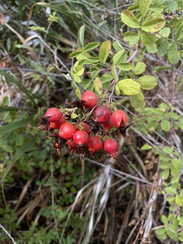 iNaturalist observation photo of California Wild Rose