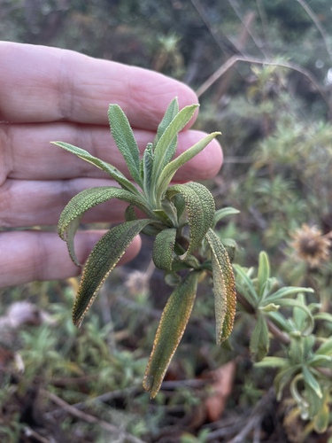 iNaturalist observation photo of black sage