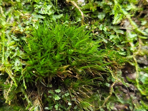dicranum moss