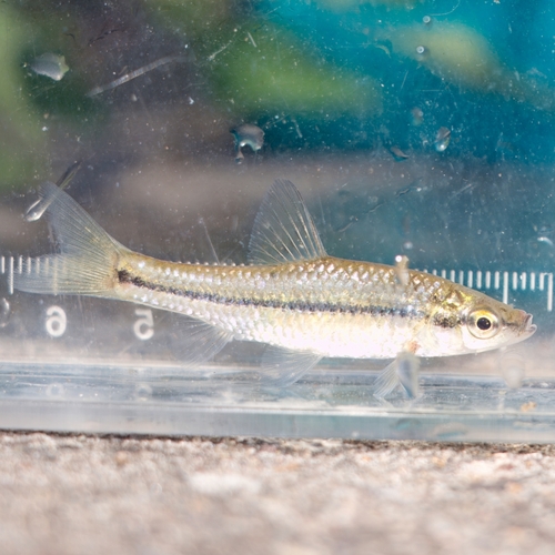 Pseudorasbora parva (Temminck & Schlegel, 1846)