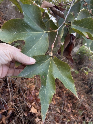 iNaturalist observation photo of western sycamore