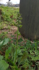 Salvia lyrata