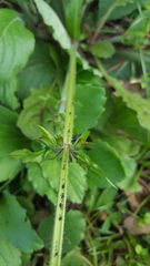 Salvia lyrata