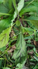 Salvia lyrata