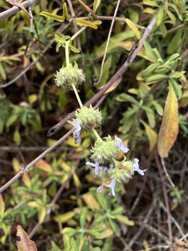 iNaturalist observation photo of black sage