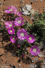 Drosanthemum oculatum