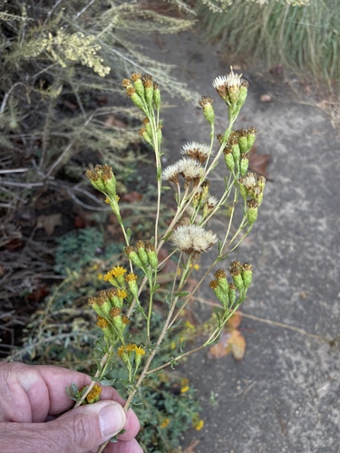iNaturalist observation photo of Coastal Goldenbush