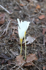 Crocus ochroleucus, photograph (c) yelena_antipova, some rights reserved (CC BY)