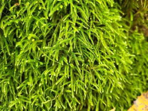 Eurhynchium angustirete