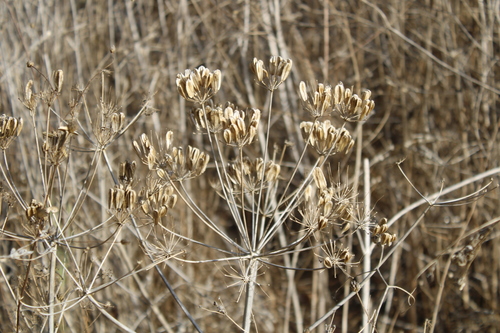 Mediterranean Heptaptera (Heptaptera anisopetala)