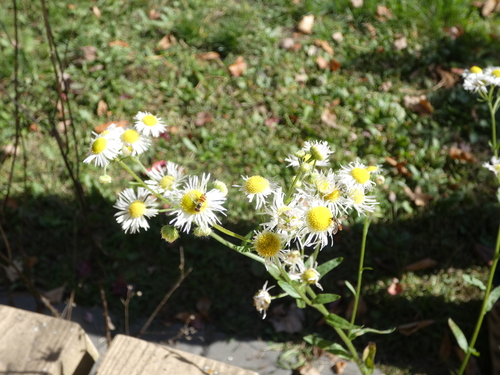 Unknown species found near East Lyme, CT, USA