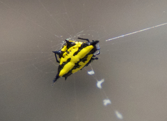 Gasteracantha rhomboidea madagascariensis