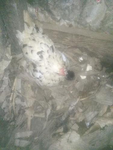 Domestic Chicken