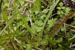 Ranunculus ternatifolius
