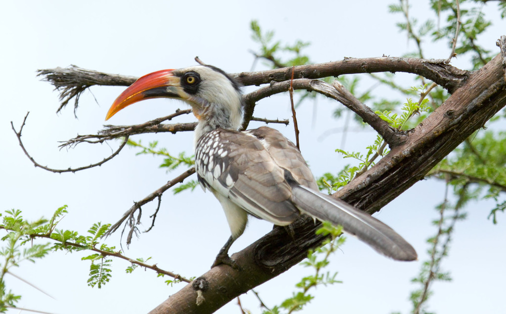 Tanzanian Red-Billed Hornbill