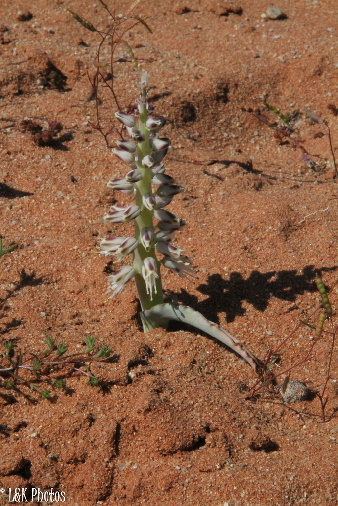 Lachenalia xerophila, Concordia, South Africa