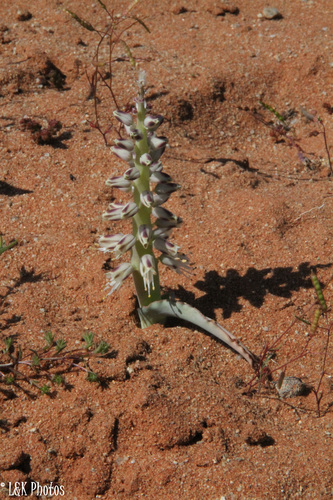 Lachenalia xerophila