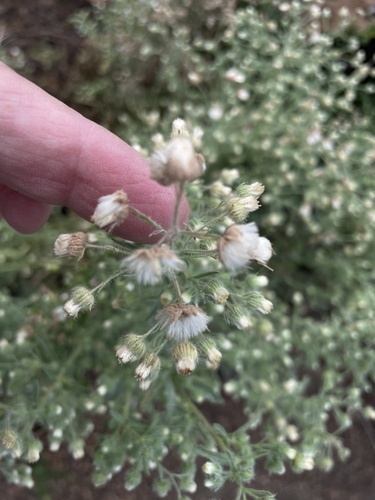 iNaturalist observation photo of Coulter's horseweed
