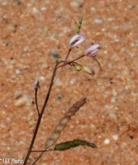 Heliophila variabilis