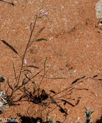 Heliophila variabilis