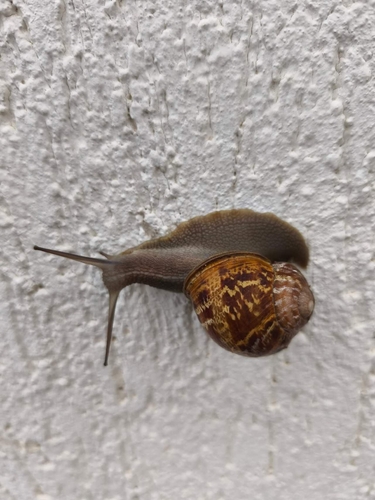 Cornu aspersum