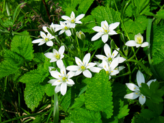 Ornithogalum umbellatum