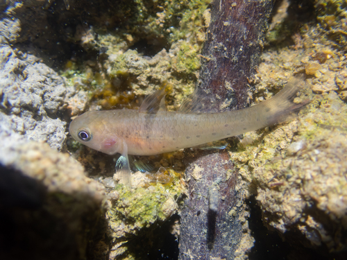 Knight goby (Stigmatogobius sadanundio) — Gobiidae — 5