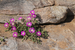 Drosanthemum oculatum