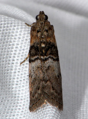 Tlascala reductella