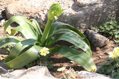 Ornithogalum xanthochlorum