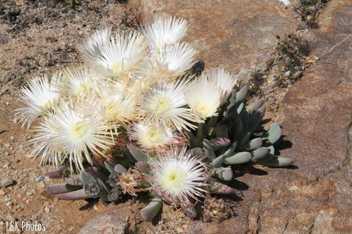 Cheiridopsis denticulata