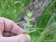 Teucrium scordium