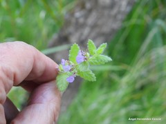 Teucrium scordium