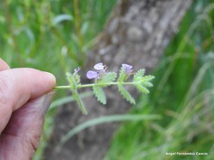 Teucrium scordium