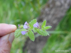 Teucrium scordium