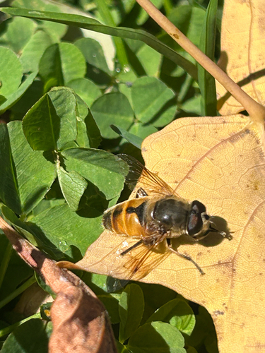 Unknown species found near North St, Burlington, VT, US