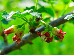 Ribes × nidigrolaria