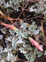 Calystegia collina