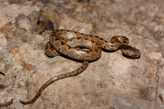 Geophis sanniolus