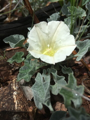 Calystegia collina