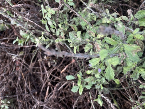 iNaturalist observation photo of western vervain