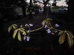 Vitex cymosa, photograph (c) Lucas Mantelo Cruz, some rights reserved (CC BY)
